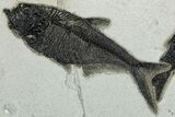 Plate of Three Fossil Fish (Diplomystus & Knightia) - Wyoming #292412-1